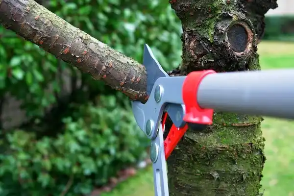 tree services Ladysmith